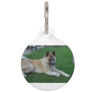 akita laying pet tag
