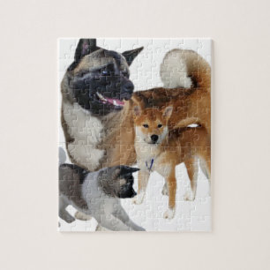 Akita Play Jigsaw Puzzle