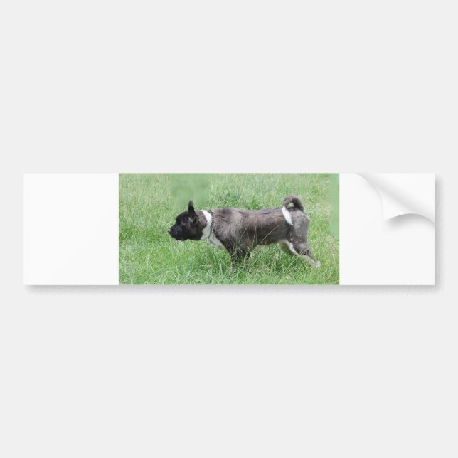 akita pointing bumper sticker (Front)