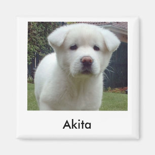 Akita Puppy Magnet
