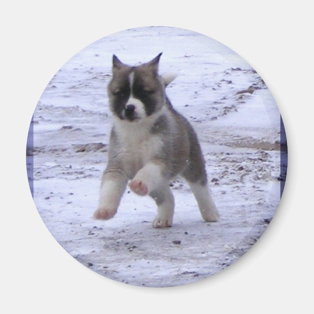Akita Puppy Magnets (Front)