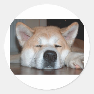 akita sleeping.png classic round sticker
