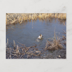 akita swimming.png postcard