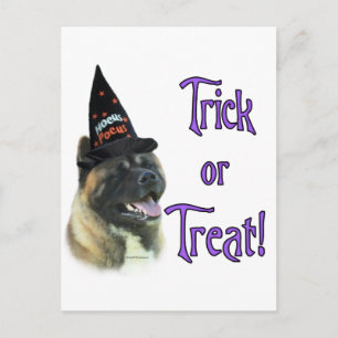 Akita Trick Postcard