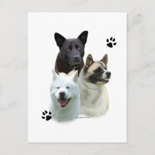 Akita Trio Postcard
