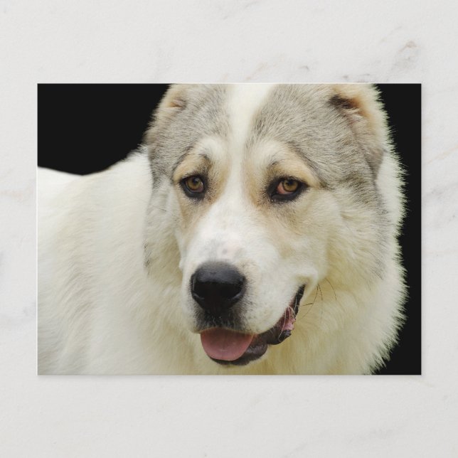 alabai dog postcard (Front)