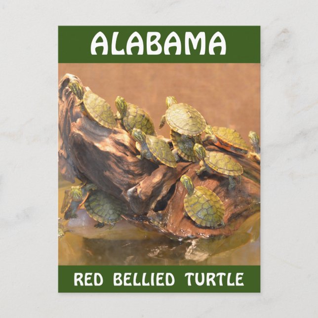 Alabama Red Bellied Turtle 2 (Alabama) Postcard (Front)