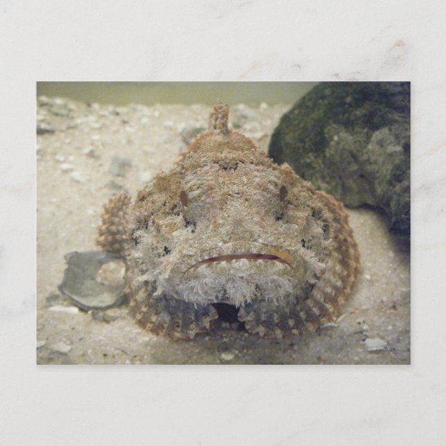 Alabama Sea Life #3 Postcard (Front)