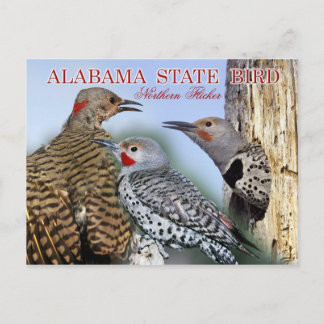 Alabama State Bird - Northern Flicker Postcard