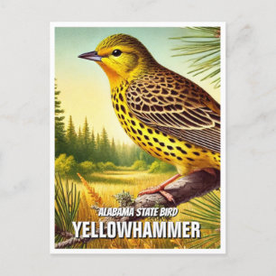 Alabama State Bird Yellowhammer Postcard