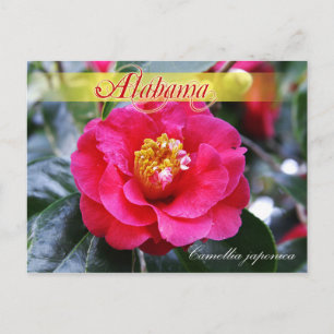 Alabama State Flower - Camellia Postcard