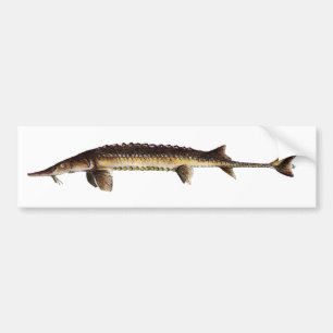 Alabama Sturgeon - Scaphirhynchus suttkusi Bumper Sticker