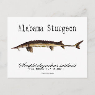 Alabama-White-Postcard Postcard