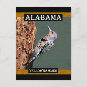 Alabama Yellowhammer Postcard