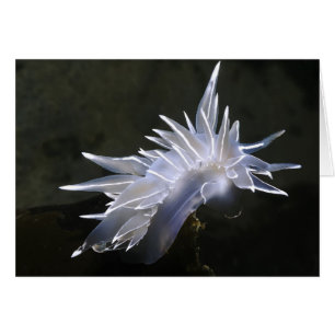 Alabaster Nudibranch Card
