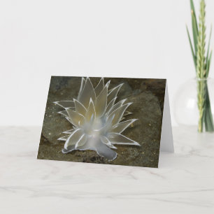 Alabaster Nudibranch (Dirona albolineata) - Card