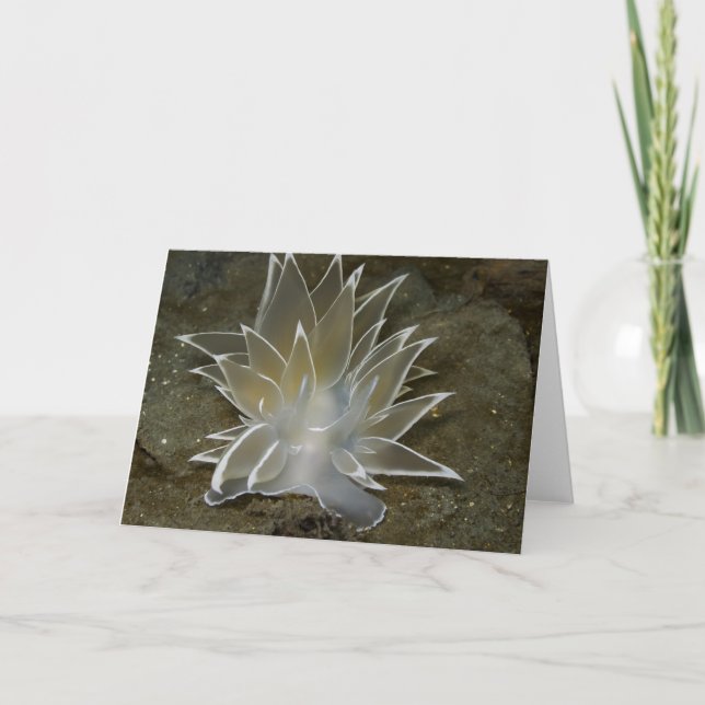Alabaster Nudibranch (Dirona albolineata) - Card (Front)