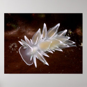 Alabaster Nudibranch - Fine Art Prints