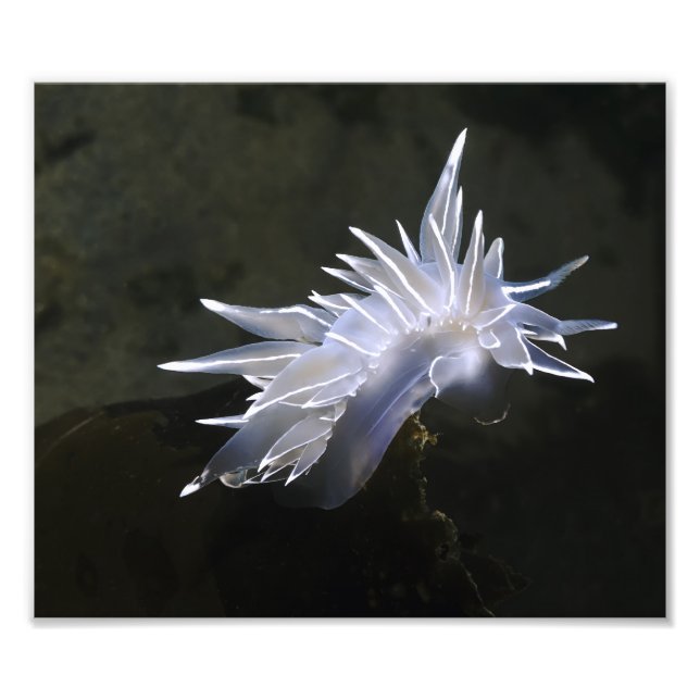 Alabaster Nudibranch Photo Enlargement Print (Front)