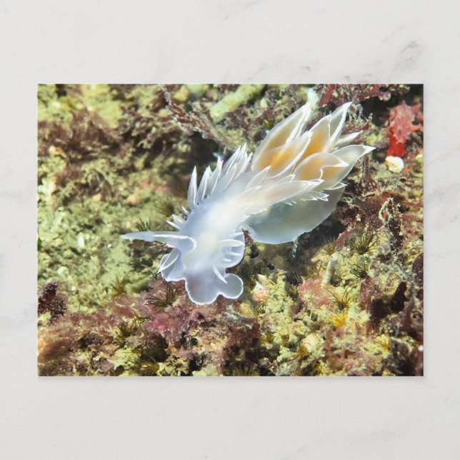 Alabaster Nudibranch - Postcard (Front)