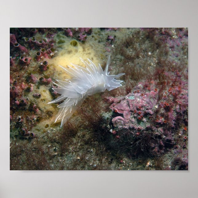 Alabaster Nudibranch Poster (Front)
