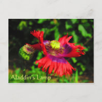 Aladdin's Lamp