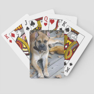 alano espanol laying playing cards