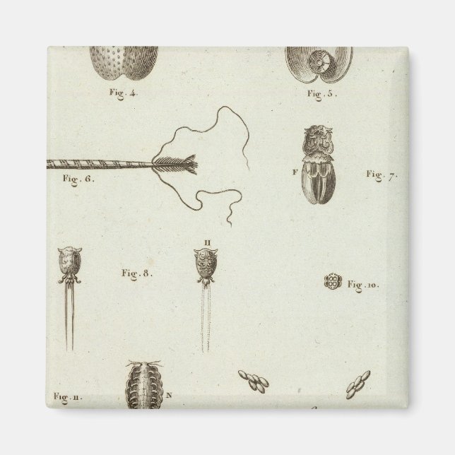 Alaska 3 magnet (Front)