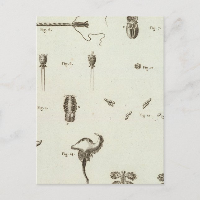 Alaska 3 postcard (Front)