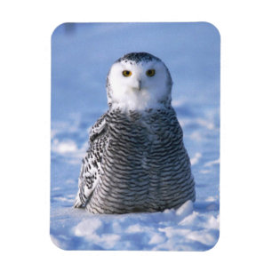 Alaska Arctic Winter Snowy Owl Designed Magnet