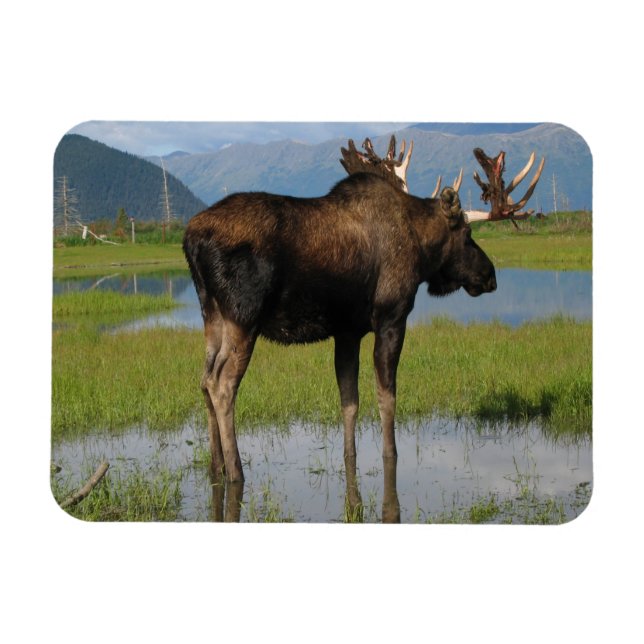 Alaska Bull Moose Antlers Marsh Photo Designed Magnet (Horizontal)