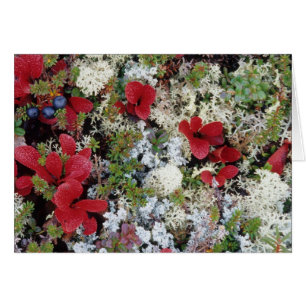 Alaska, Denali National Park, Arctic tundra is