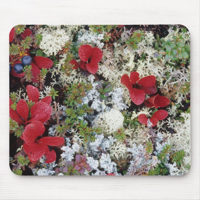 Alaska, Denali National Park, Arctic tundra is Mouse Pad (Front)