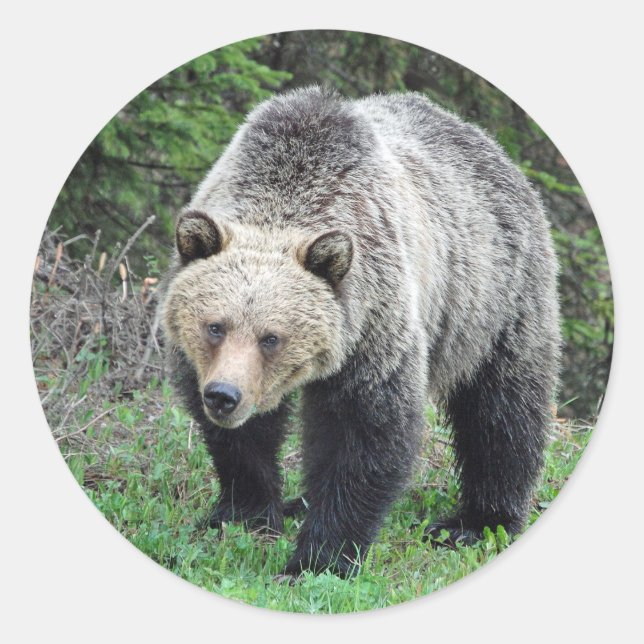 Alaska Grizzly Bear Wildlife Photo Classic Round Sticker (Front)
