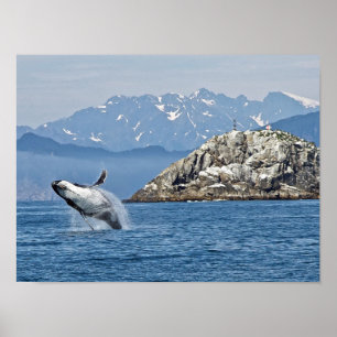 Alaska Humpback Whale Wildlife Photo Poster