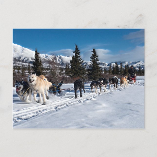 Alaska Husky Dog Sled Race Postcard (Front)
