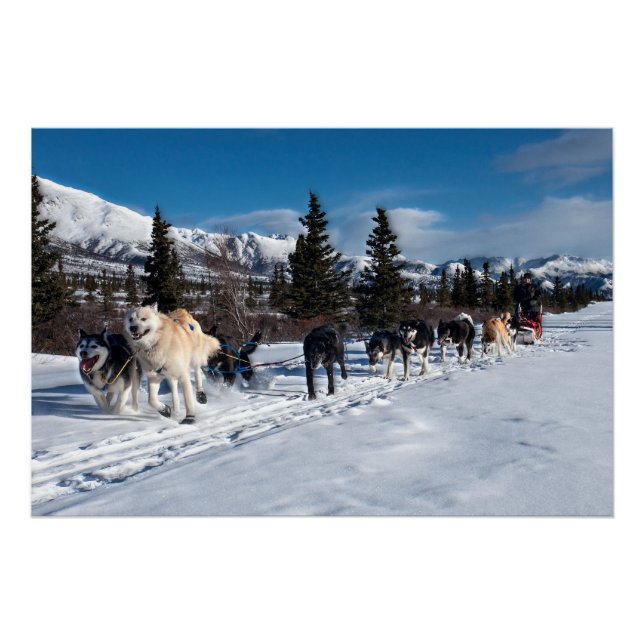 Alaska Husky Dog Sled Race Poster (Front)