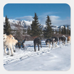 Alaska Husky Dog Sled Race Square Sticker