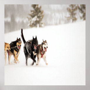 Alaska husky dogs racing in snow poster