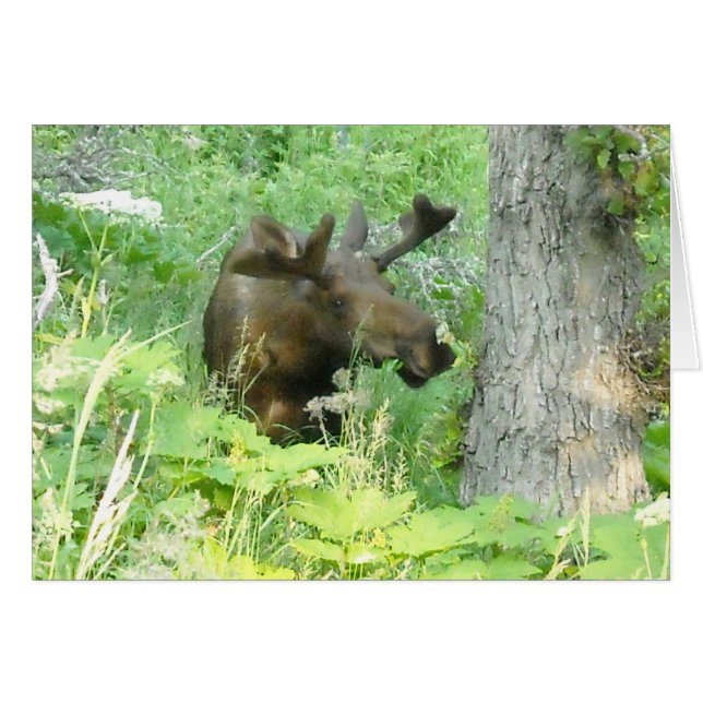Alaska Moose (Front Horizontal)
