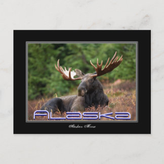 Alaska Moose Post Card