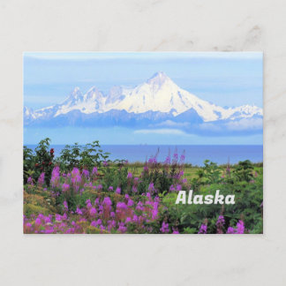 Alaska, Mount Iliamna Glacier and Fireweed Flowers Postcard