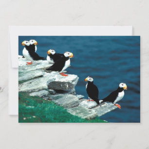 Alaska Puffins Feathered Colourful Birds