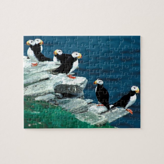 Alaska Puffins Feathered Colourful Birds Jigsaw Puzzle (Horizontal)