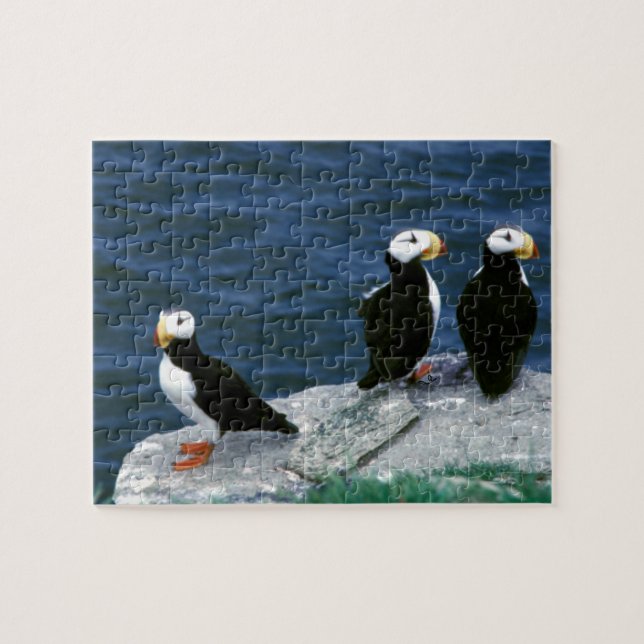Alaska Puffins Feathered Colourful Birds Jigsaw Puzzle (Horizontal)