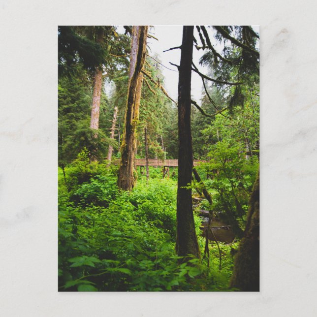 Alaska Rainforest   Postcard (Front)