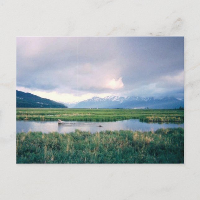 Alaska Sanctuary Postcard (Front)