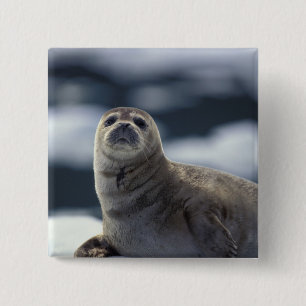 Alaska, southeast region Harbour seal on ice 15 Cm Square Badge