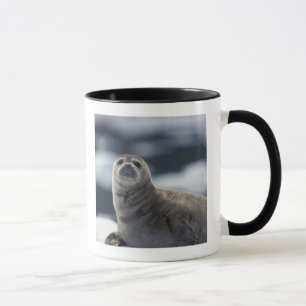 Alaska, southeast region Harbour seal on ice Mug