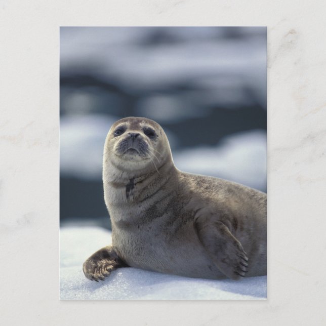 Alaska, southeast region Harbour seal on ice Postcard (Front)